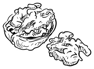 walnut handdrawn illustration