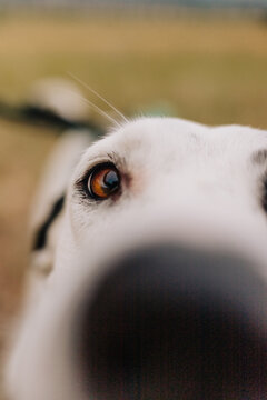 Close up nose boop portrait of rescue mixed breed mutt dog