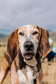 Walker fashion bloodhound