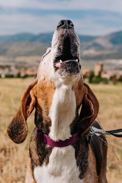 old senior Treeing Walker Coonhound hound dog howling by mountains