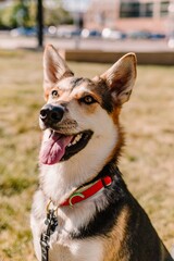 Rescue German Shepherd mixed breed mutt dog smiling in park