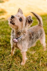 Yorkshire Terrier Yorkie senior dog at golden hour in the grass