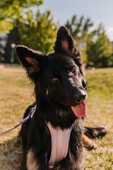 Fototapeta premium Black German Shepherd Dog tilting head in tilt in summer sun