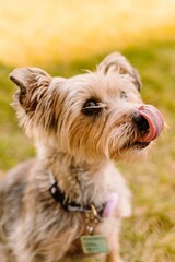 Yorkshire Terrier Yorkie senior dog licking face with tongue out