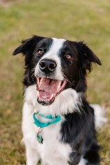Border Collie dog panting smiling at camera portrait