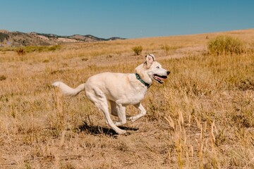Fototapeta premium Husky Shepherd mixed breed mutt dog running in park in summer