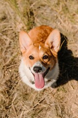 Orange and white Pembroke Welsh Corgi looking up at camera