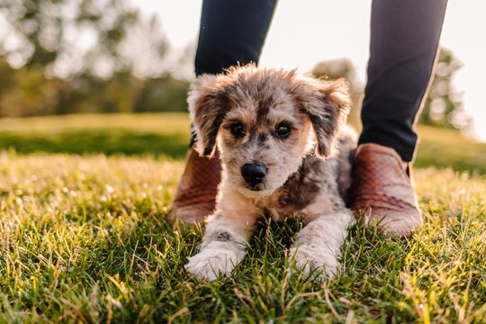 Merle mixed breed mutt poodle doodle puppy laying in grass