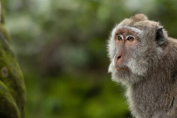 Female monkey sits watching in Ubud Monkey Forest