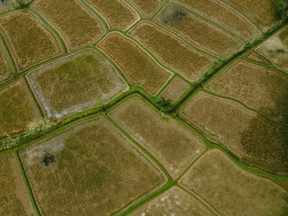 Drone view of rice fields and paths in Ubud, Indonesia