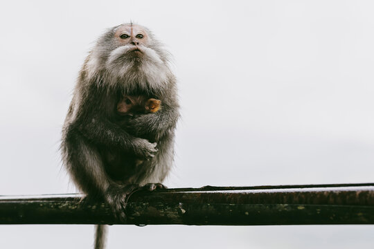 Female monkey holds her baby close in Indonesia