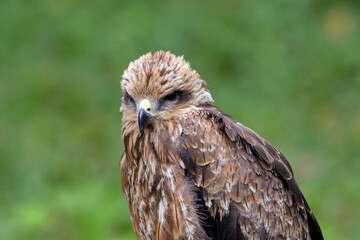 Portrait of a brown goshawk