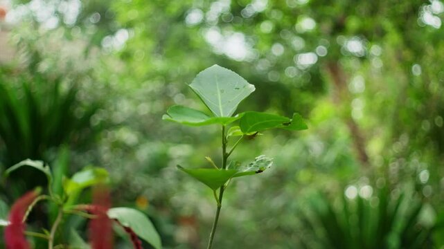 Acalypha Hispida Flowering Shrub Growing In Botanical Garden. Selective Focus Shot