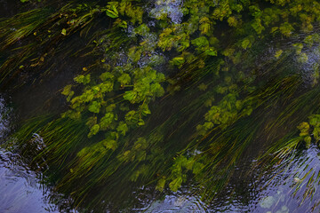 Green plants in flowing river