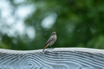 A small gray bird on a stone fence