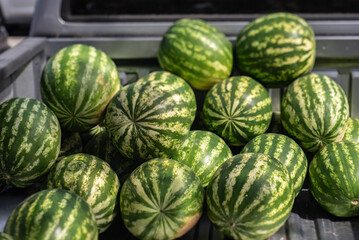 Watermelons piled in the back of a truck.