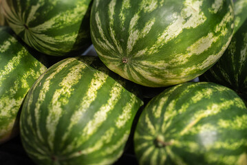 Watermelons piled in the back of a truck.