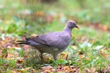 Obraz premium Wood Pigeon, Columba palumbus, Common Wood Pigeon searching for food in the grass of a park in Getxo, Bizkaia