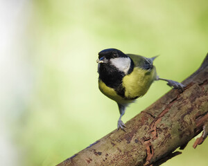 Great tit Erithacus rubecula, perched on a branch in a park in Algorta, Bizkaia