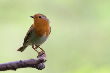 European robin, Erithacus rubecula, perched on a branch in a park in Algorta, Bizkaia