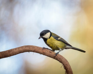 Fototapeta premium Great tit Erithacus rubecula, perched on a branch in a park in Algorta, Bizkaia