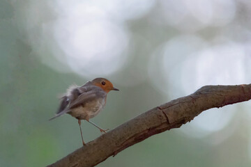 Fototapeta premium European robin, Erithacus rubecula, perched on a branch in a park in Algorta, Bizkaia