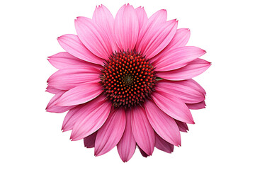 A Delicate Pink Echinacea Flower in Full Bloom Against a White Background on a White or Clear Surface PNG Transparent Background
