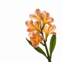 Obraz premium Freesia flower png isolated on a white background