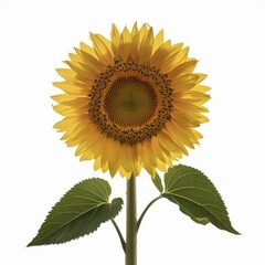 Obraz premium Sunflower with leaf isolated on a white background