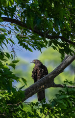 European Honey Buzzard (Pernis apivorus) raptor bird perching on tree branch.