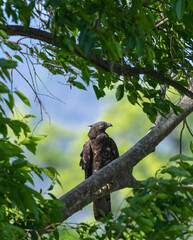European Honey Buzzard (Pernis apivorus) raptor bird perching on tree branch.