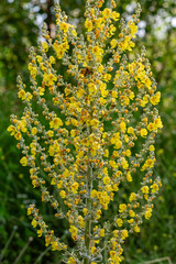 Verbascum pulverulentum. Mullein, verbasco. Plant with the stem and its lateral branches with yellow flowers.