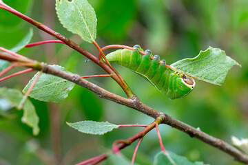 Cerura iberica. Poplar Butterfly Caterpillar feeding on a leaf.