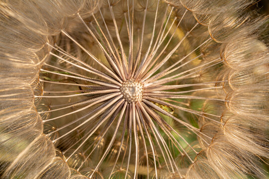 Cypselas, detail of the feathery pappus of the goat beard or salsify plant. Tragopogon pratensis.