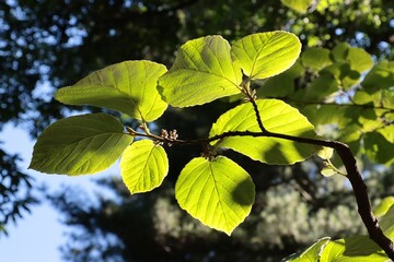 green leaves of Hamamelis vernalis tree at spring