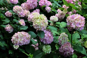 big,round inflorescences of blooming pink and white hydrangea in park