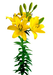 pretty yellow lily with brown pollen close up