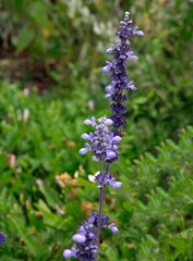 lila flowers of  Salvia Farinacea and various insects close up