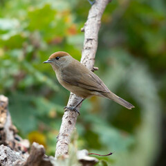 Blackcap - Sylvia atricapilla
