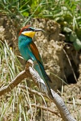 Bee-Eater - Merops apiaster