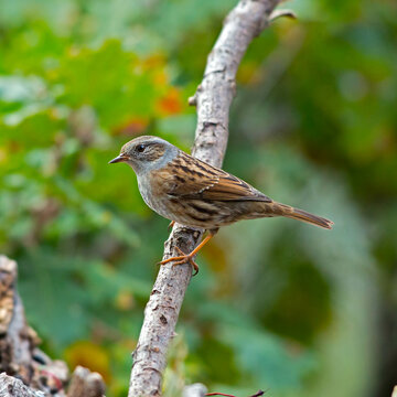 Hedge Sparrow - Prunella modularis