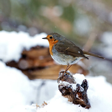 Robin - Erithacus rubecola