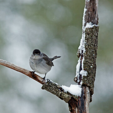 Blackcap - Sylvia atricapilla