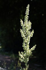 white flowers of  Verbascum lychnitis. plany in park close up