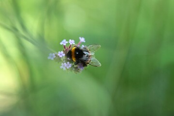 bee on a flower on the blurry green background