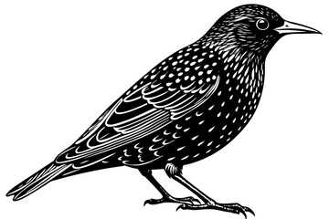 Beautiful European Starling bird lineocut vector art illustration