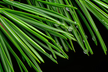 Dewy pine needles close-up, detailed and fresh, gentle morning light, background