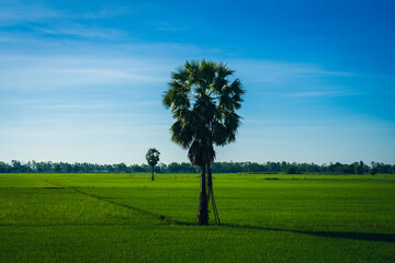 Landscape view sugar palm tree growing on rice field with blue sky background at countryside thailand, Palm tree on rice field and sky background, Young rice field background.