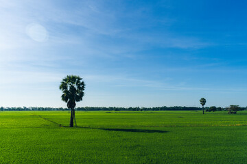 Landscape view sugar palm tree growing on rice field with blue sky background at countryside thailand, Palm tree on rice field and sky background, Young rice field background.