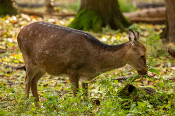 Nahaufnahme von einem Reh im Wald